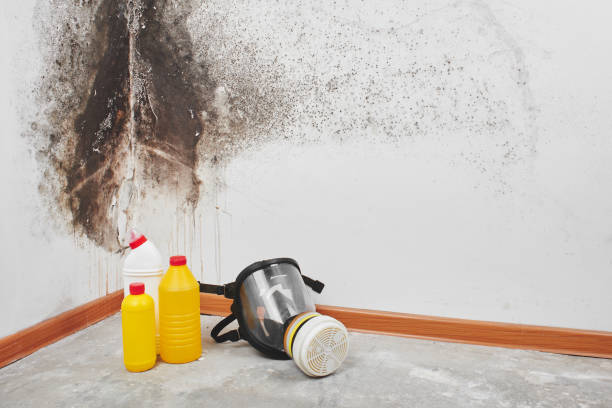 Best Residential Mold Remediation in Kings Park West, VA
