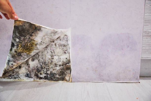 Best Health and Safety Mold Remediation in Kings Park West, VA